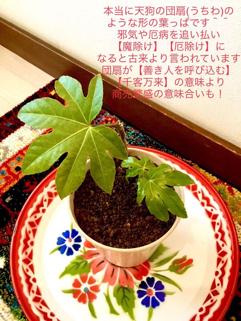 完売　　縁起木＊魔除け【ヤツデ/八つ手/天狗の団扇】天然野生育ち/2株/鉢植え