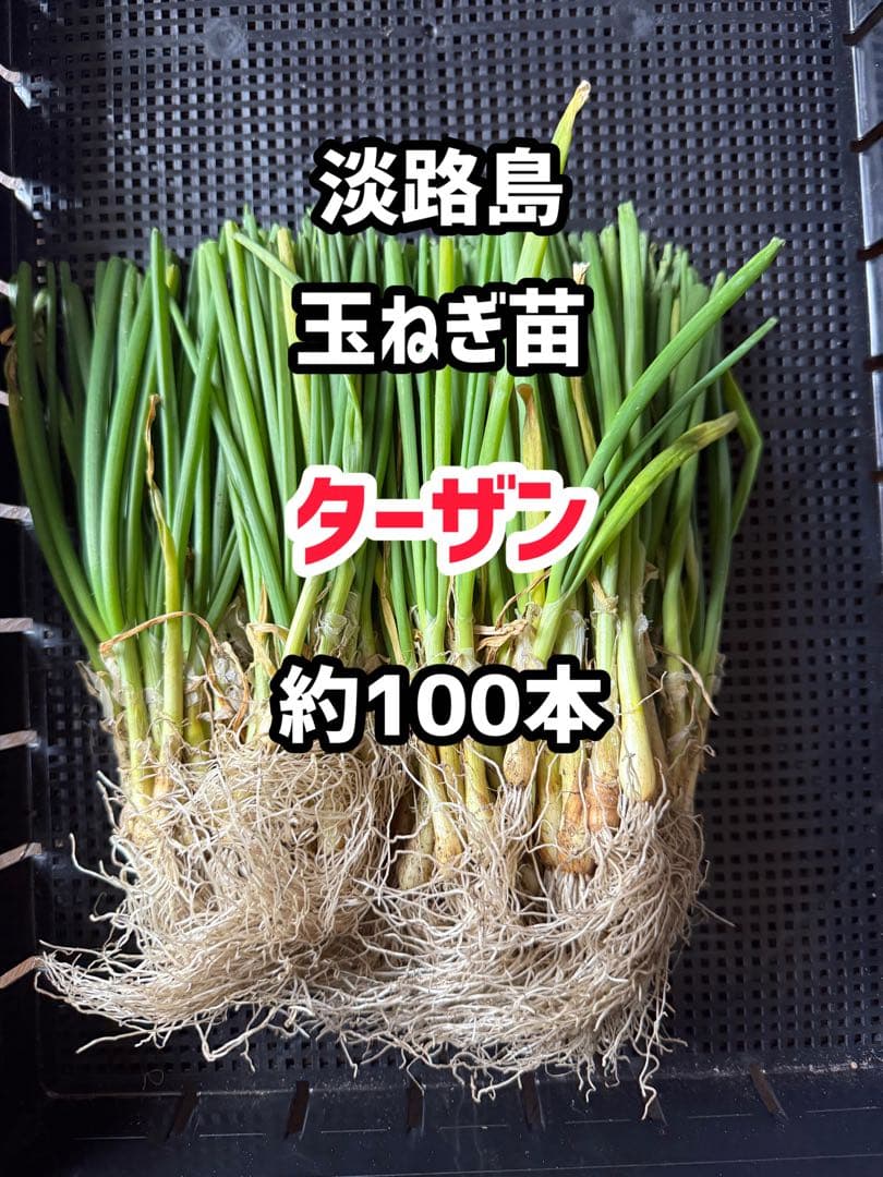 淡路島玉ねぎ苗 ターザン 約100本 - メルカリ