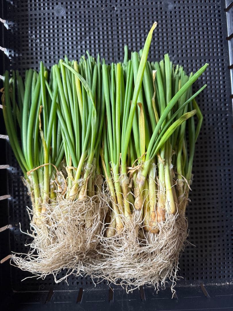 淡路島玉ねぎ苗 ターザン 約100本 - メルカリ