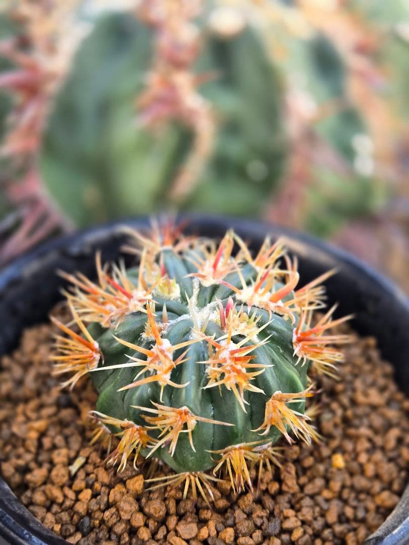 サボテン - 綾波モンスト(実生)