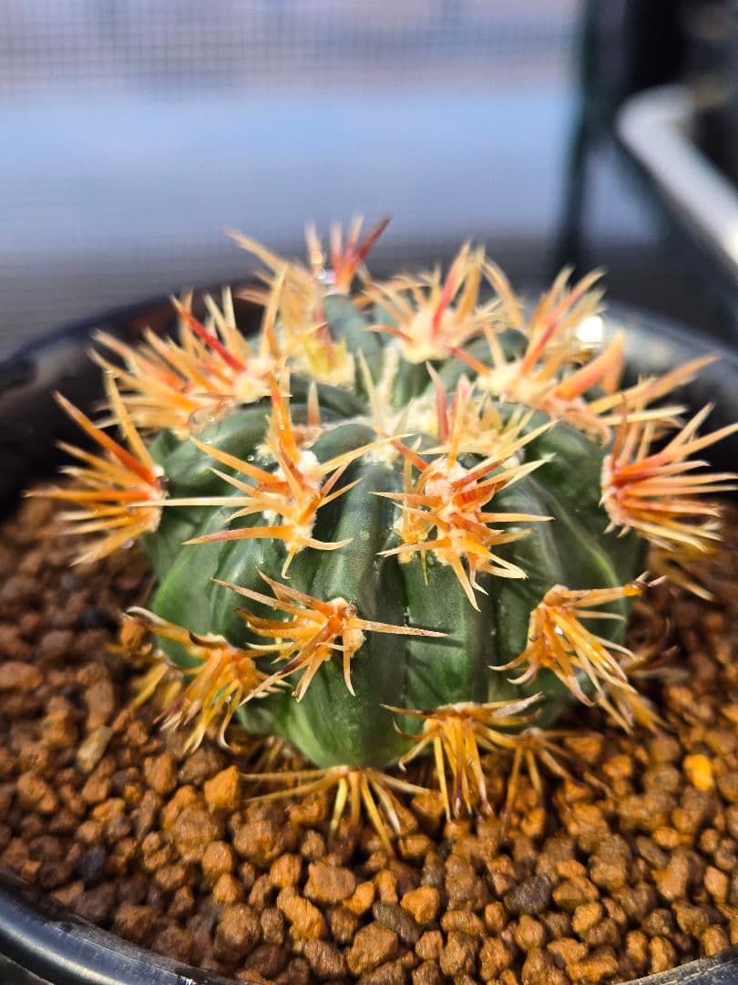 サボテン - 綾波モンスト(実生)