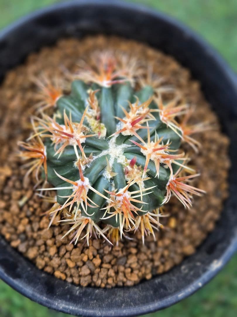 サボテン - 綾波モンスト(実生)