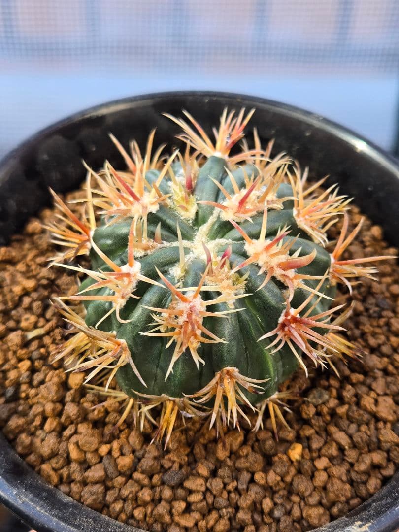 サボテン - 綾波モンスト(実生)