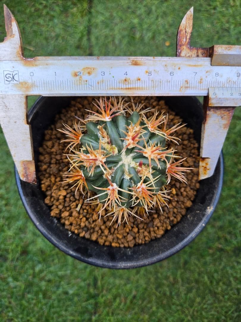 サボテン - 綾波モンスト(実生)