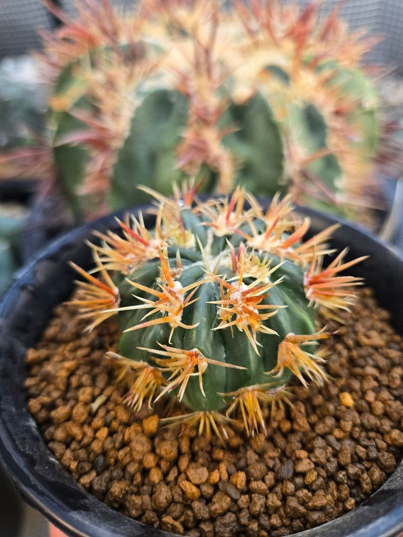 サボテン - 綾波モンスト(実生)