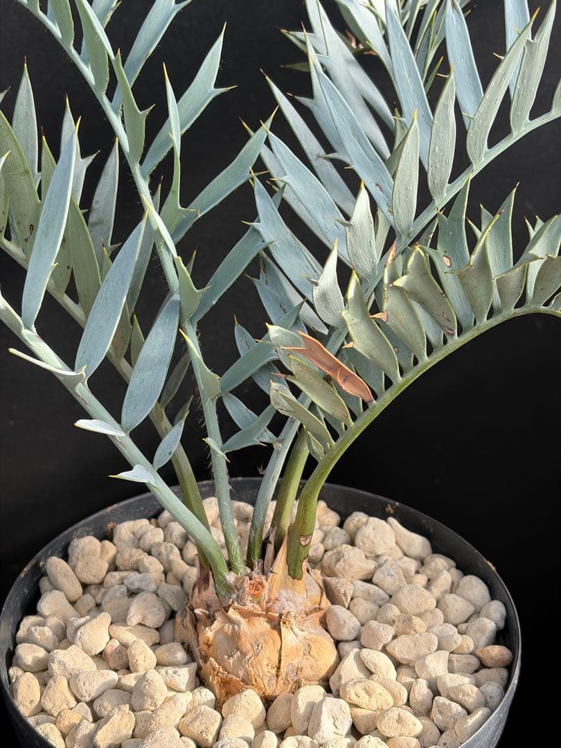 【南ア産・発根済】エンセファラルトス・ホリダス 約6cm｜No4-4