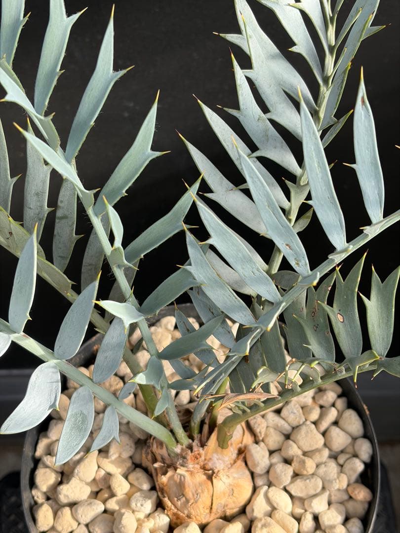 【南ア産・発根済】エンセファラルトス・ホリダス 約6cm｜No4-4