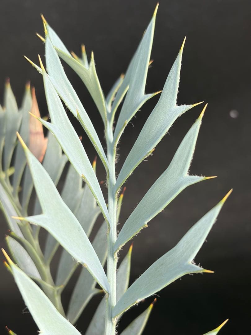 【南ア産・発根済】エンセファラルトス・ホリダス 約6cm｜No4-4