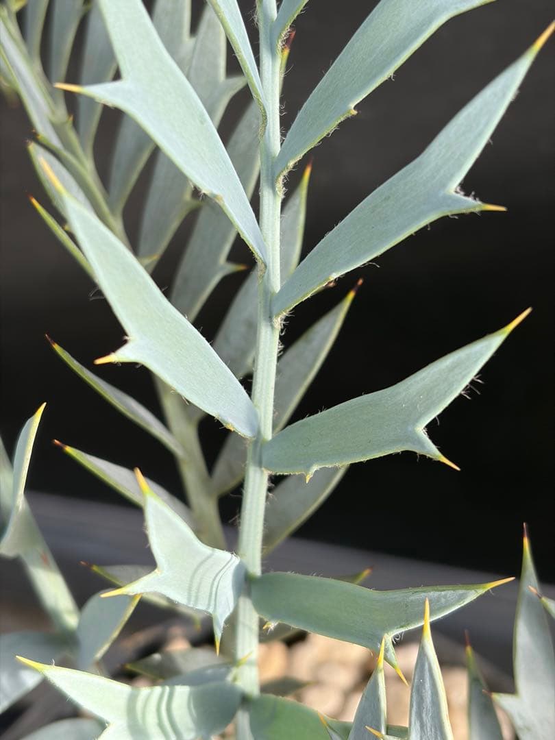 【南ア産・発根済】エンセファラルトス・ホリダス 約6cm｜No4-4