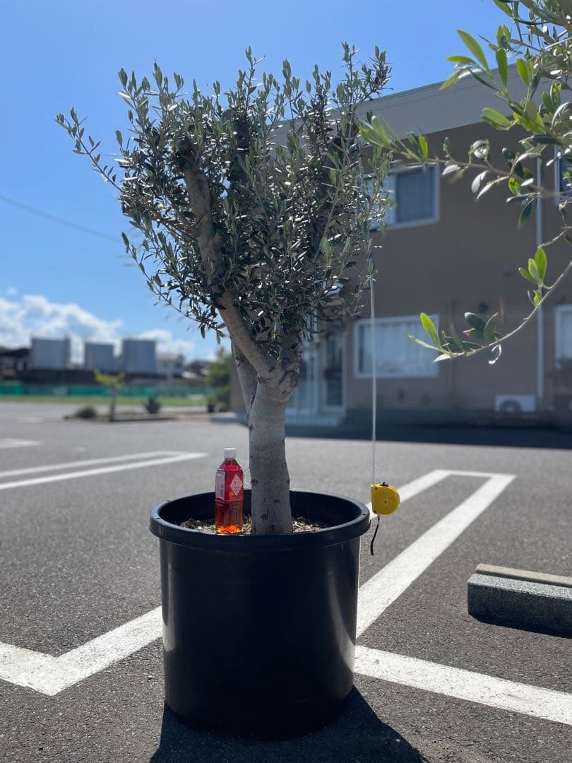 オリーブの木 ミッション【引取り限定】