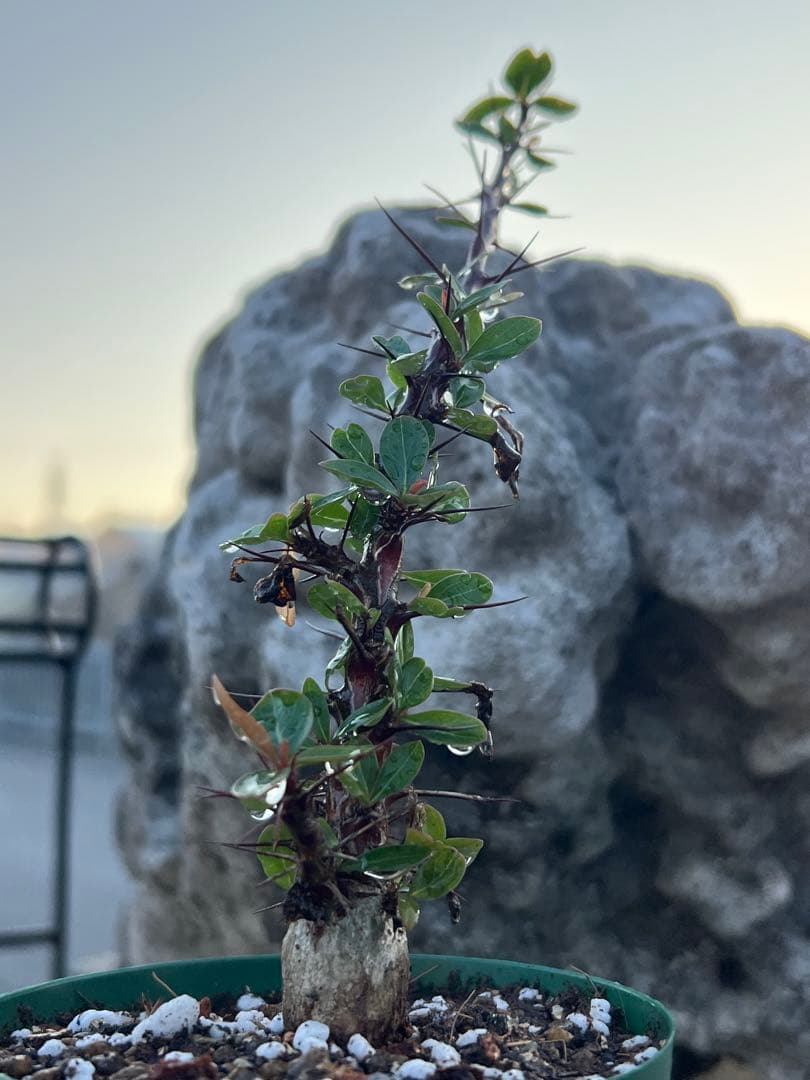 フォークイエリア ファシクラータ 2025年産 沖縄実生株 極上樹形