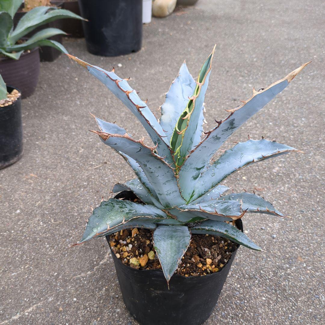 アガベ チタノタブルー 大株 子株付き 特選極上株 - メルカリ