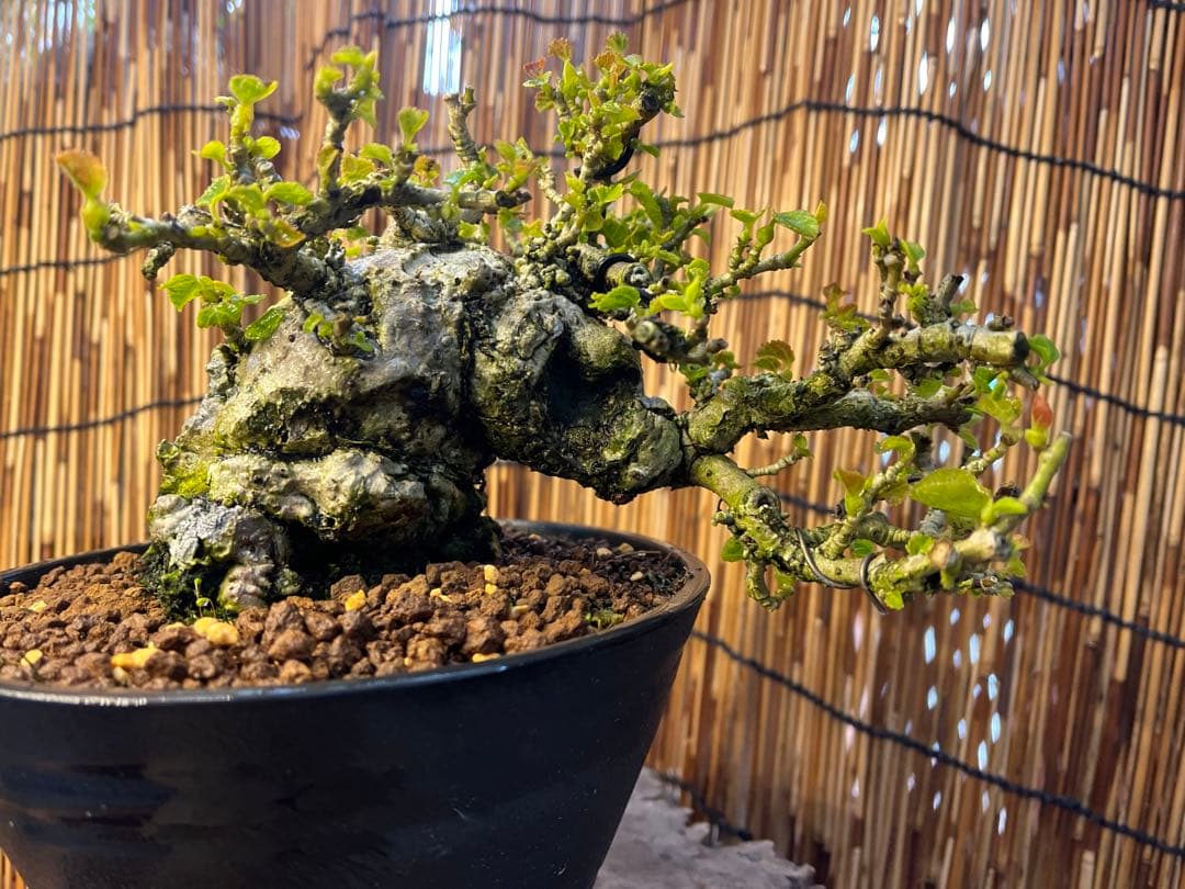 ✨✨✨オキナワオオハマボウ【◎良品素材】検/ユウナハート葉♪happyセール♪