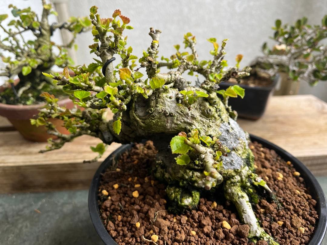 ✨✨✨オキナワオオハマボウ【◎良品素材】検/ユウナハート葉♪happyセール♪