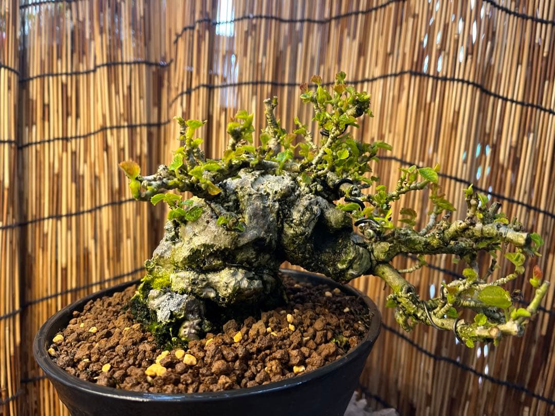 ✨✨✨オキナワオオハマボウ【◎良品素材】検/ユウナハート葉♪happyセール♪