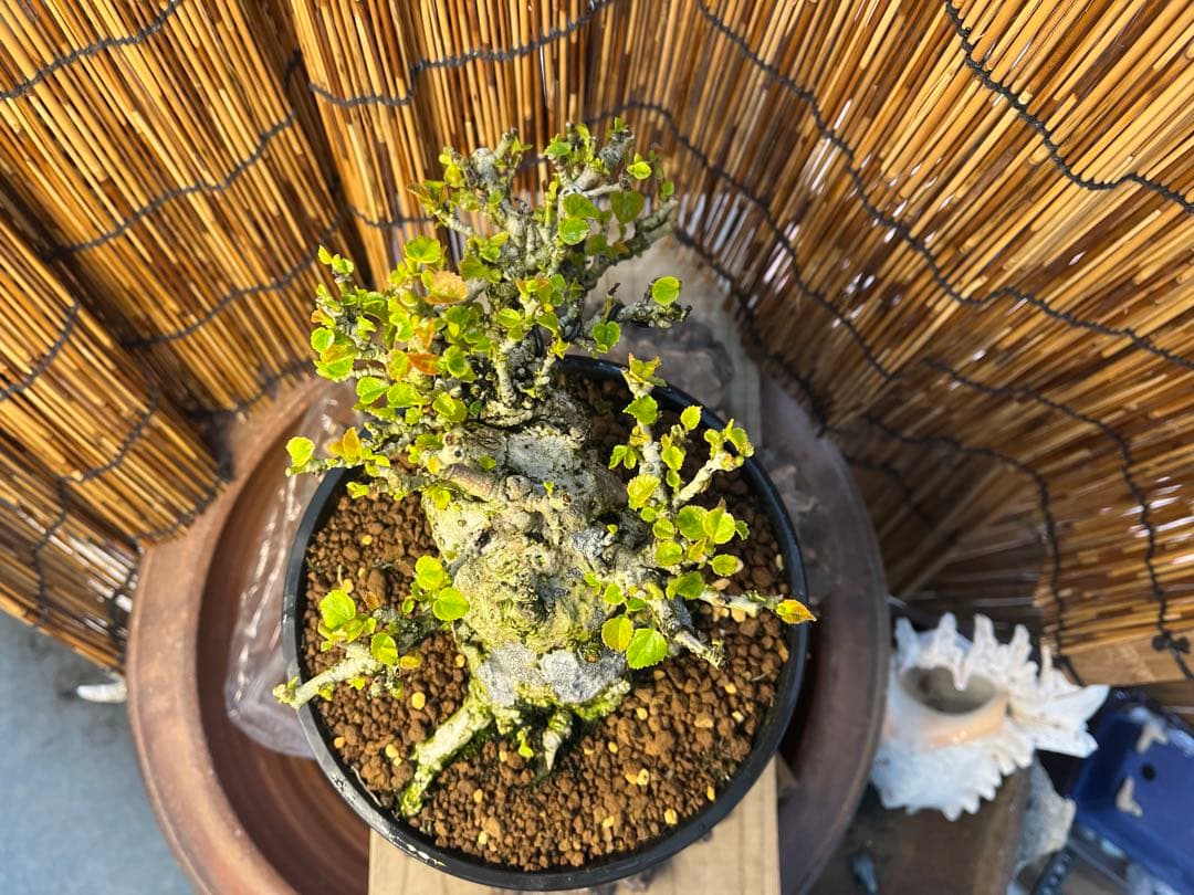 ✨✨✨オキナワオオハマボウ【◎良品素材】検/ユウナハート葉♪happyセール♪