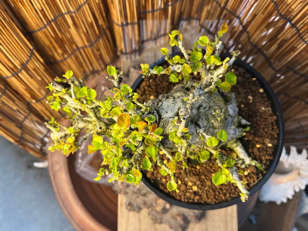 ✨✨✨オキナワオオハマボウ【◎良品素材】検/ユウナハート葉♪happyセール♪