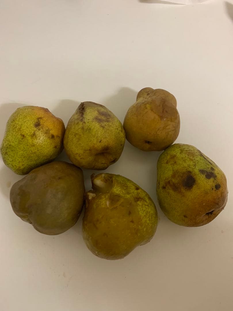 日本くだもの様