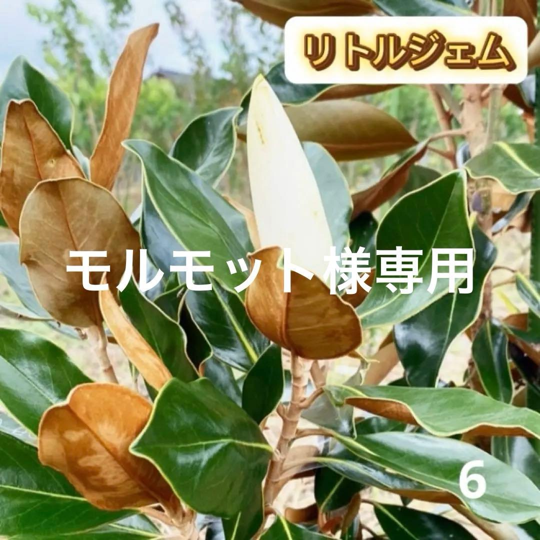 6. リトルジェム 泰山木 タイサンボク 苗 苗木 小型品種 - メルカリ