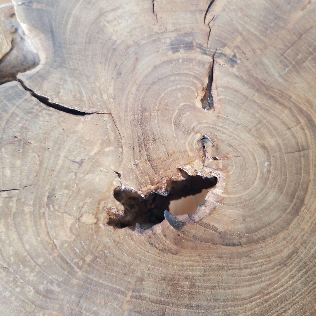 オブジェ　置物　置台　《レア》　桑の古木&山櫻　椅子　稀少！