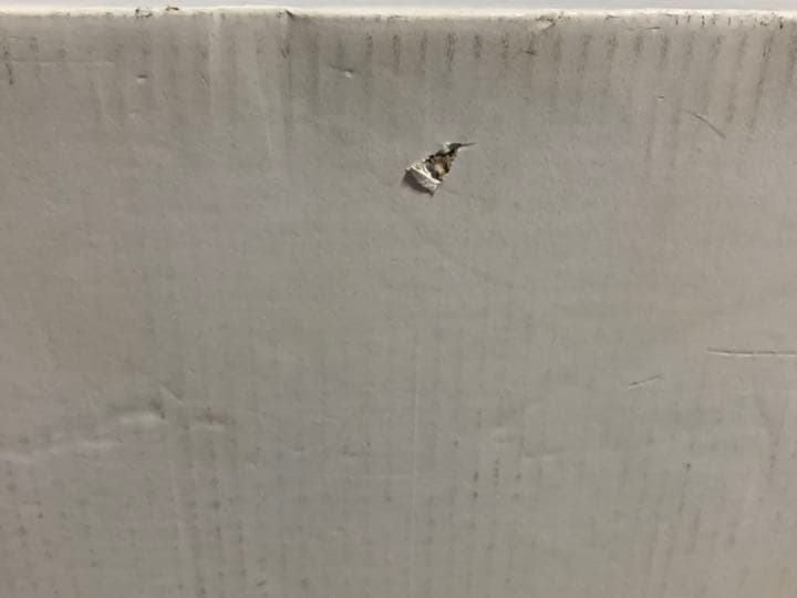 その他 BJD CLOBI Ethan Limited