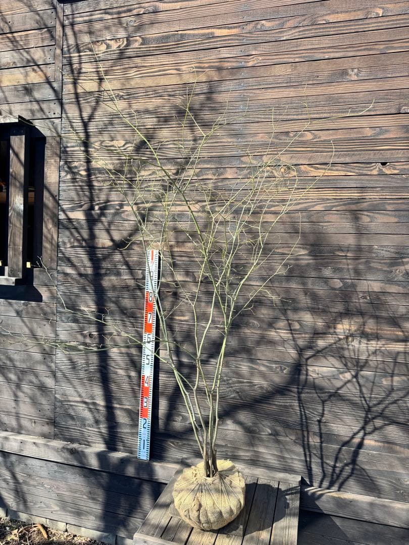 ヤマモミジ/山採り天然木【現品発送】管理80028