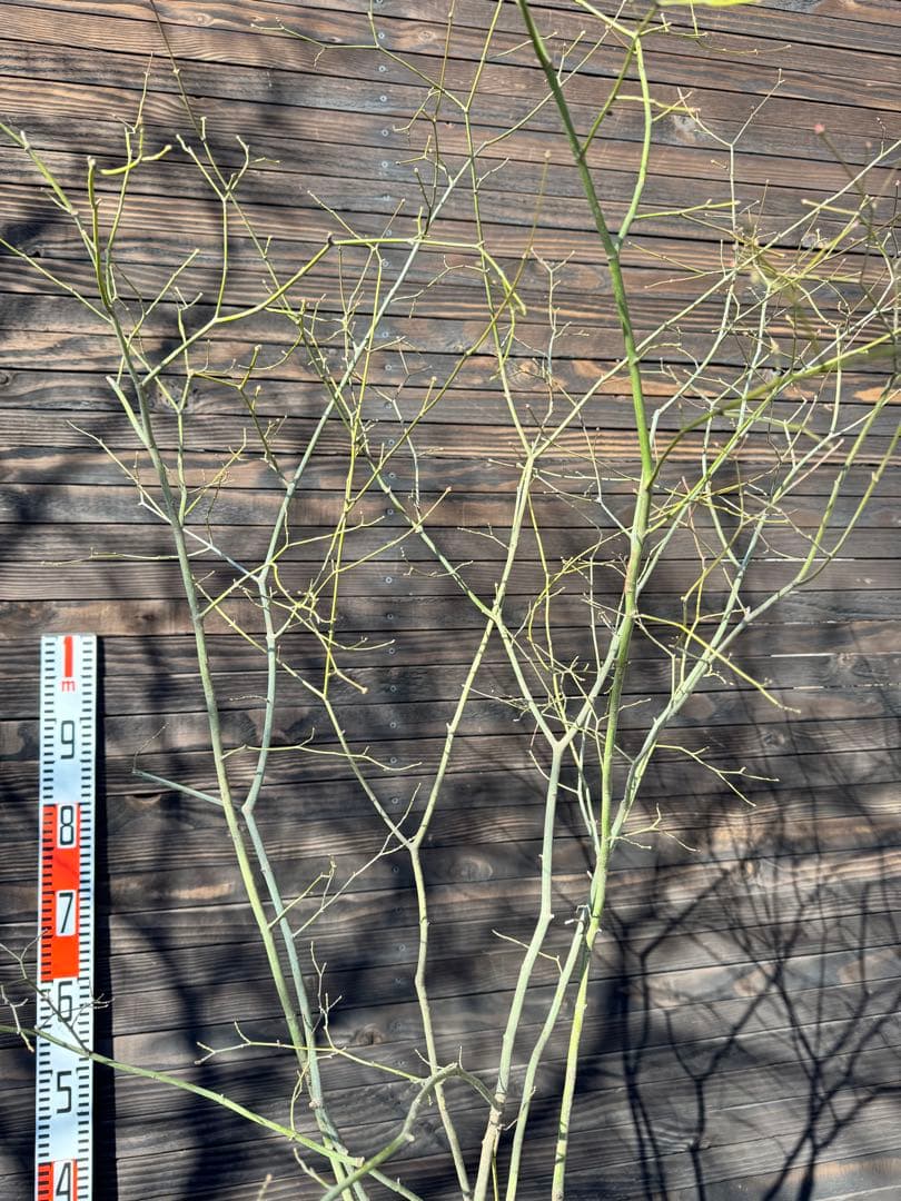 ヤマモミジ/山採り天然木【現品発送】管理80028