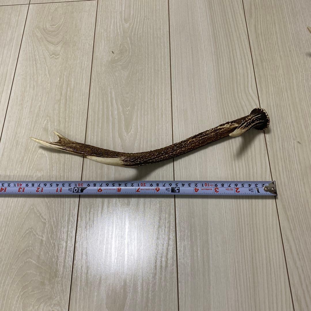 鹿の角 3本セット 日本鹿 出品禁止品に該当しません - メルカリ