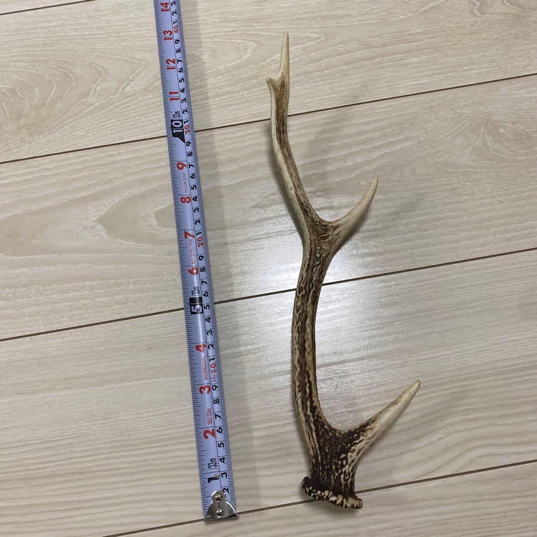 鹿の角 3本セット 日本鹿 出品禁止品に該当しません - メルカリ