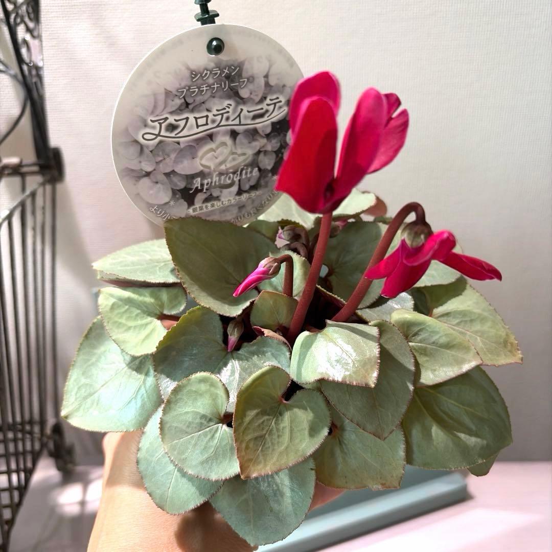 シクラメン　プラチナリーフ　アフロディーテ　赤花　ポット苗《12/2》メルカリ便