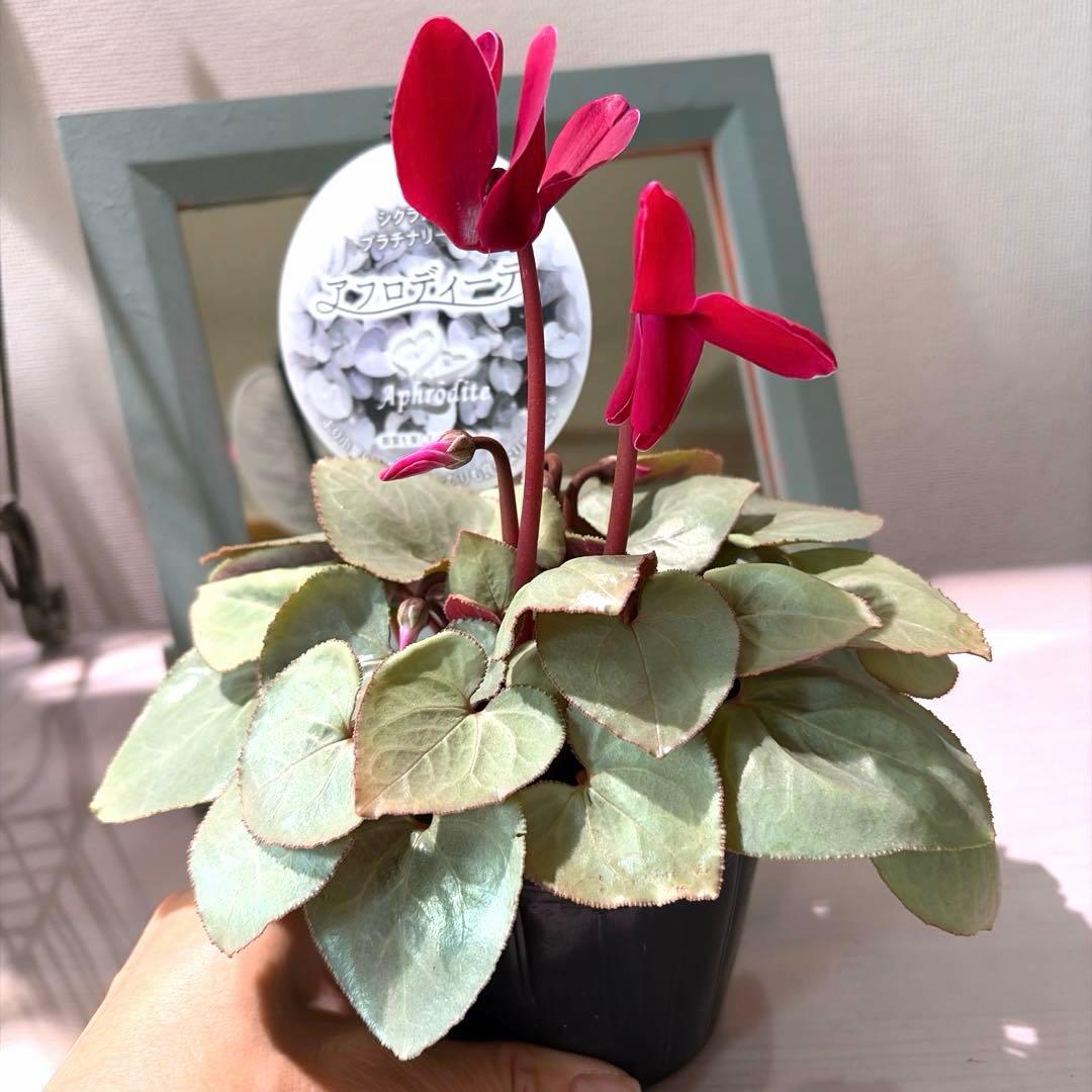 シクラメン　プラチナリーフ　アフロディーテ　赤花　ポット苗《12/2》メルカリ便