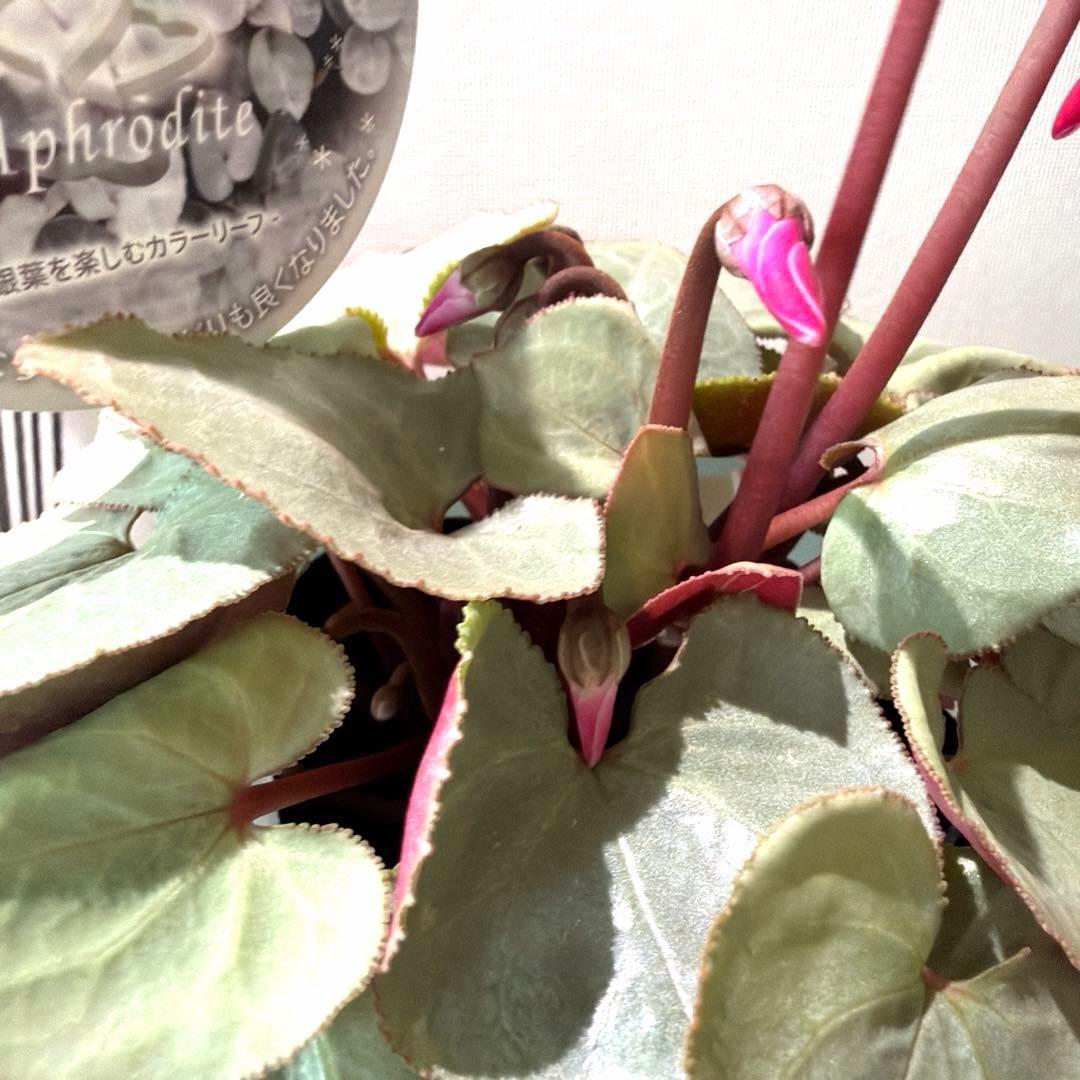 シクラメン　プラチナリーフ　アフロディーテ　赤花　ポット苗《12/2》メルカリ便