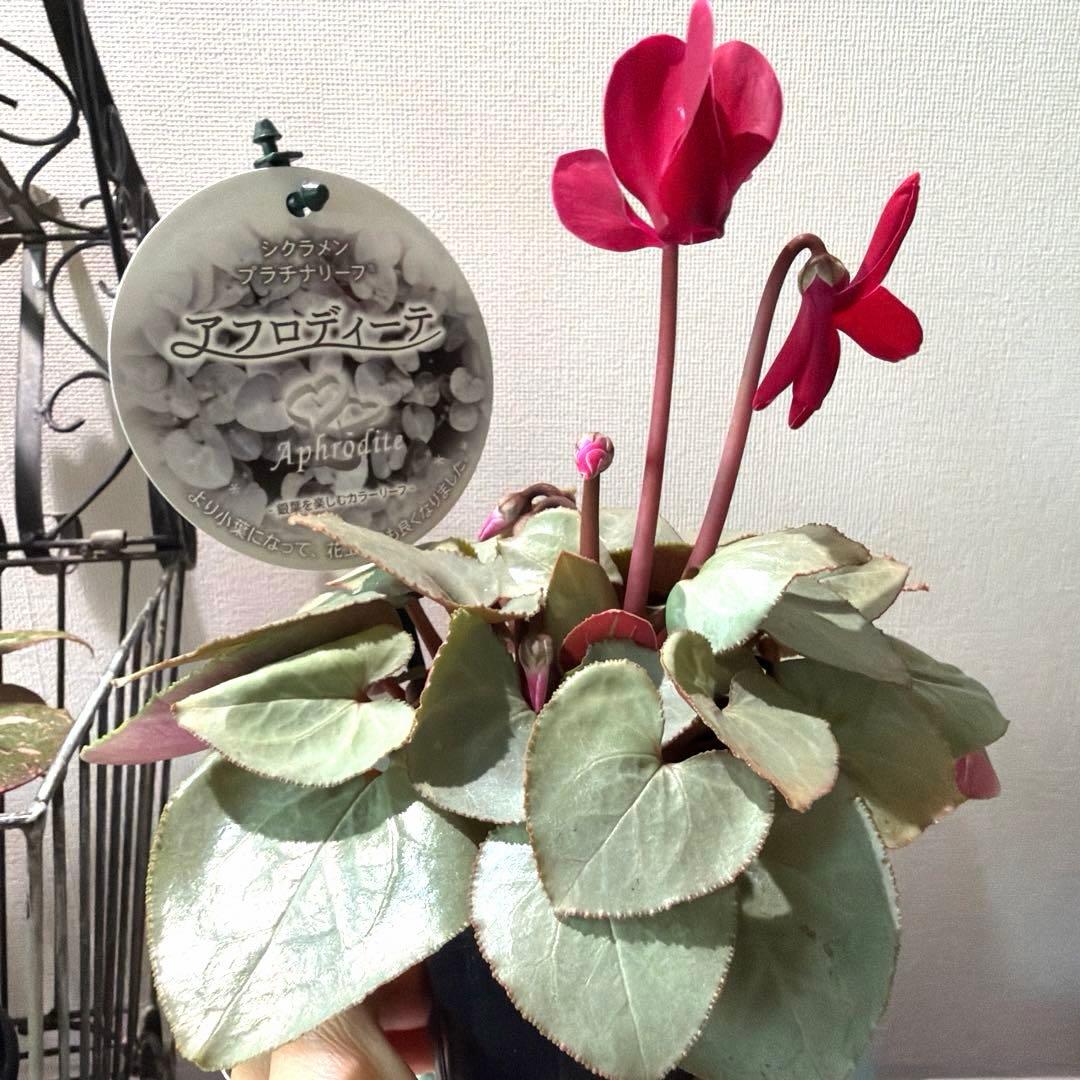 シクラメン　プラチナリーフ　アフロディーテ　赤花　ポット苗《12/2》メルカリ便