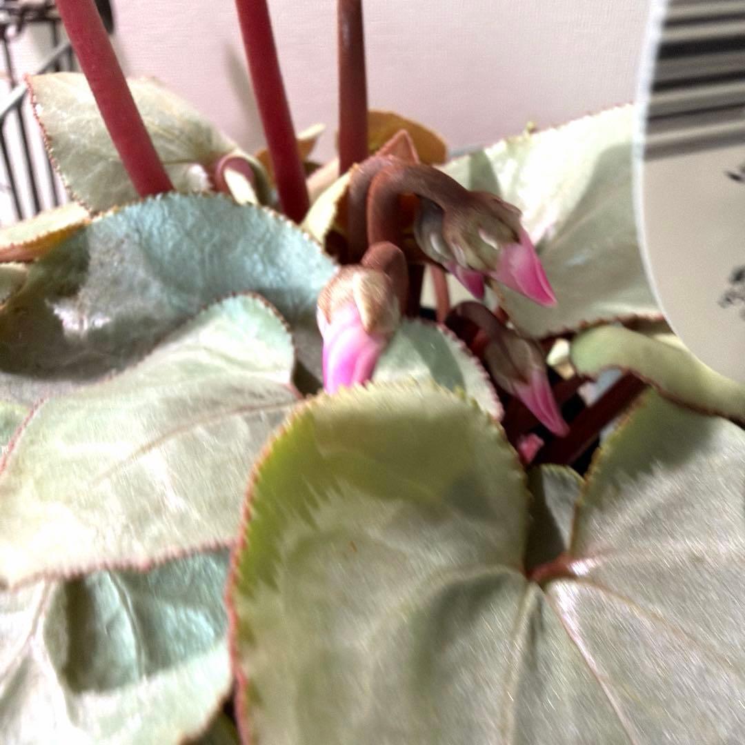 シクラメン　プラチナリーフ　アフロディーテ　赤花　ポット苗《12/2》メルカリ便