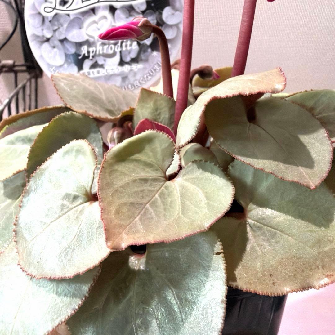 シクラメン　プラチナリーフ　アフロディーテ　赤花　ポット苗《12/2》メルカリ便
