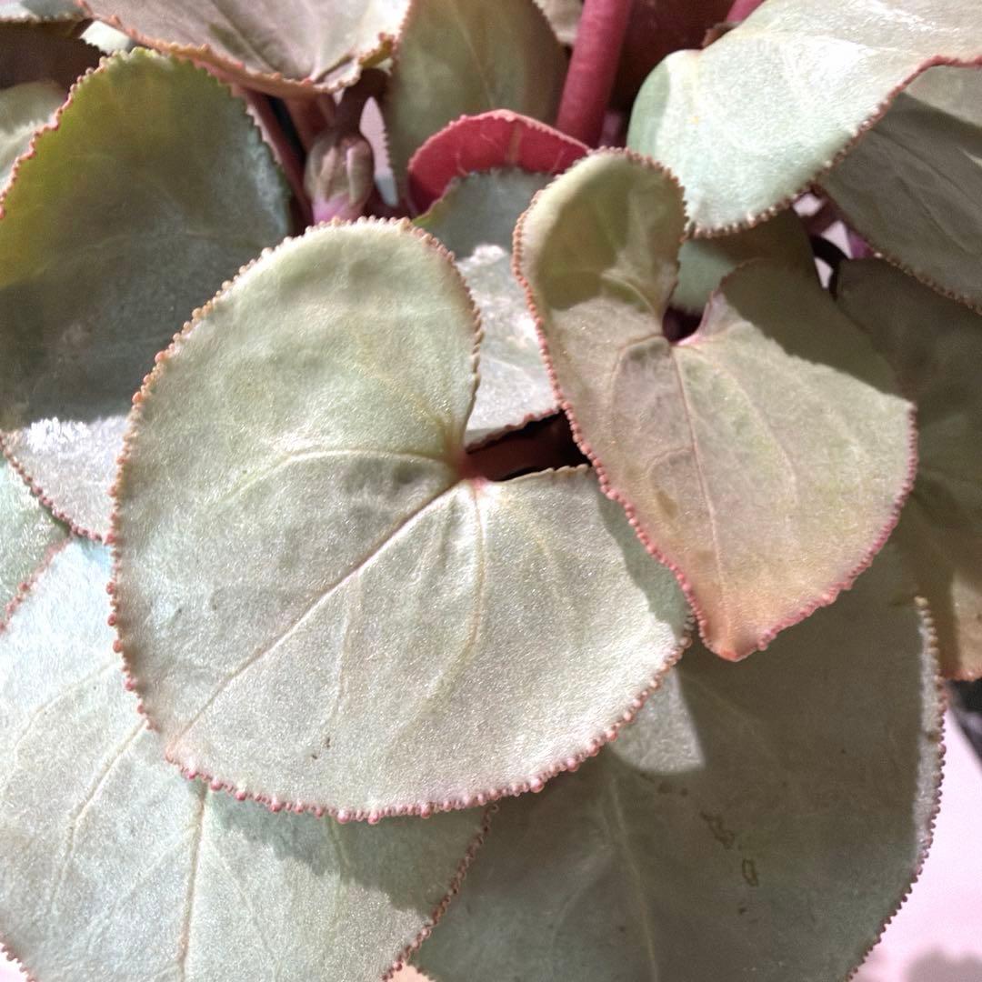 シクラメン　プラチナリーフ　アフロディーテ　赤花　ポット苗《12/2》メルカリ便