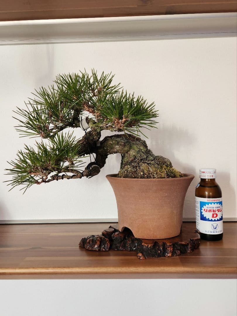黒松　 盆栽 　盆栽鉢　陶器鉢