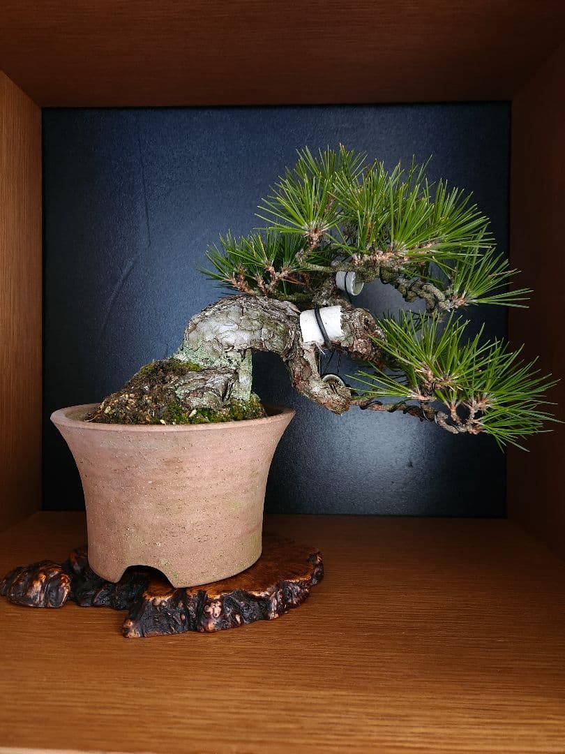 黒松　 盆栽 　盆栽鉢　陶器鉢