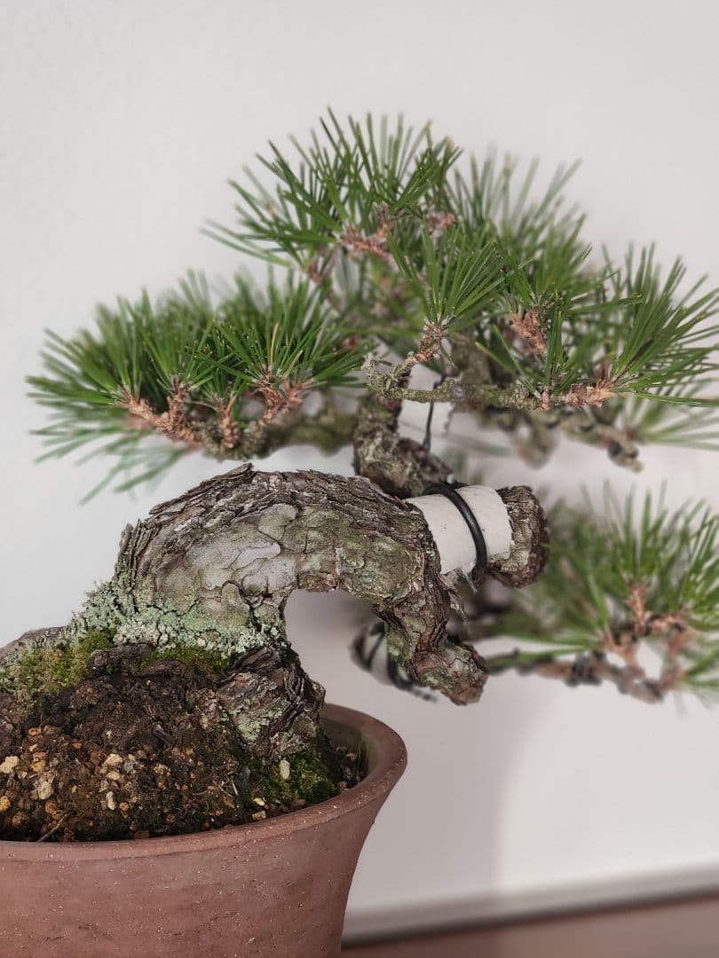 黒松　 盆栽 　盆栽鉢　陶器鉢