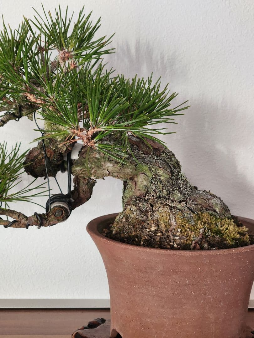 黒松　 盆栽 　盆栽鉢　陶器鉢