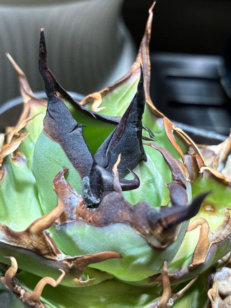 アガベ nosukepapayu