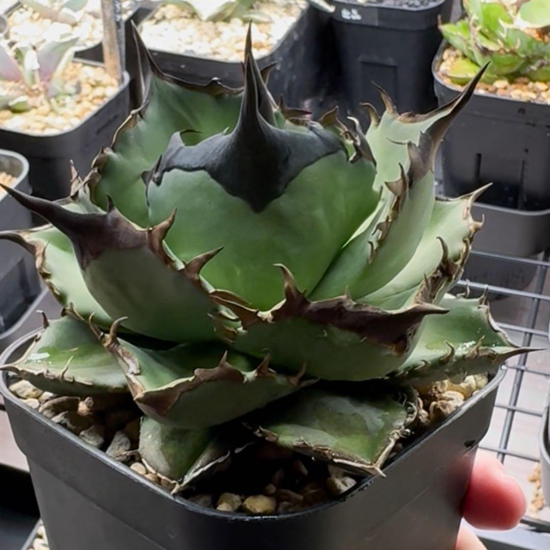 【コレクション出品】アガベ　チタノタ　オテロイ　キングアーサー　親株