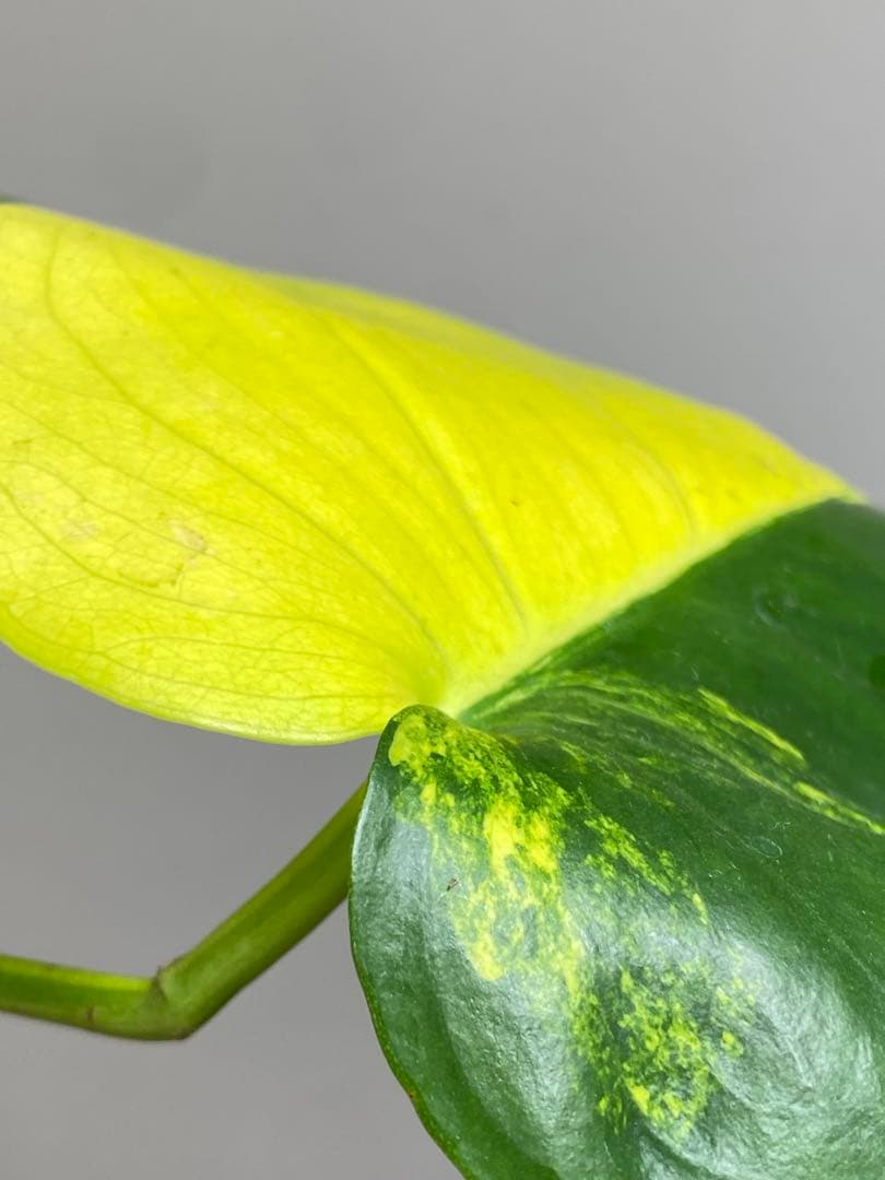 【これは本物です✨】モンステラ　イエローマリリン　黄斑　オーレア　希少　人気‼️