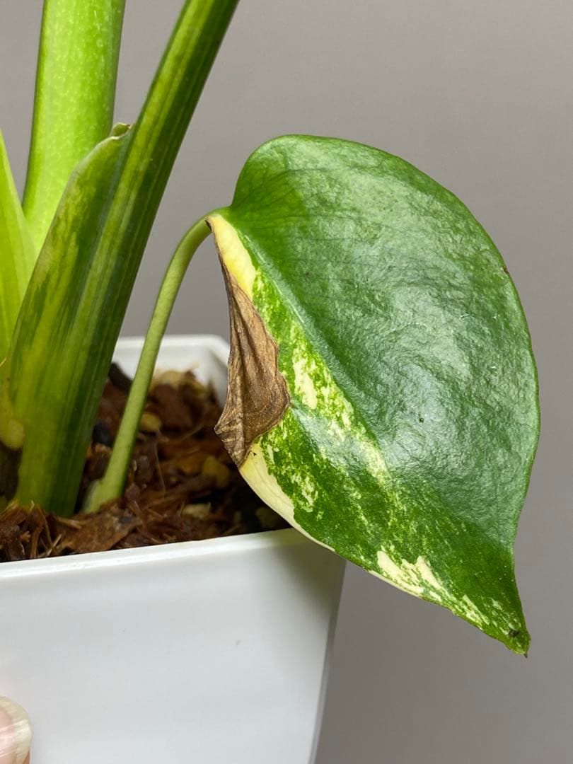 【これは本物です✨】モンステラ　イエローマリリン　黄斑　オーレア　希少　人気‼️