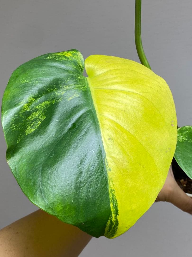 【これは本物です✨】モンステラ　イエローマリリン　黄斑　オーレア　希少　人気‼️