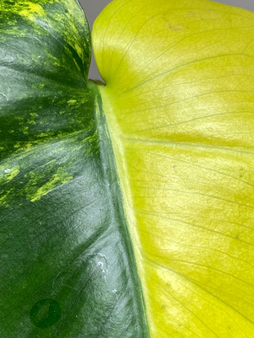 【これは本物です✨】モンステラ　イエローマリリン　黄斑　オーレア　希少　人気‼️
