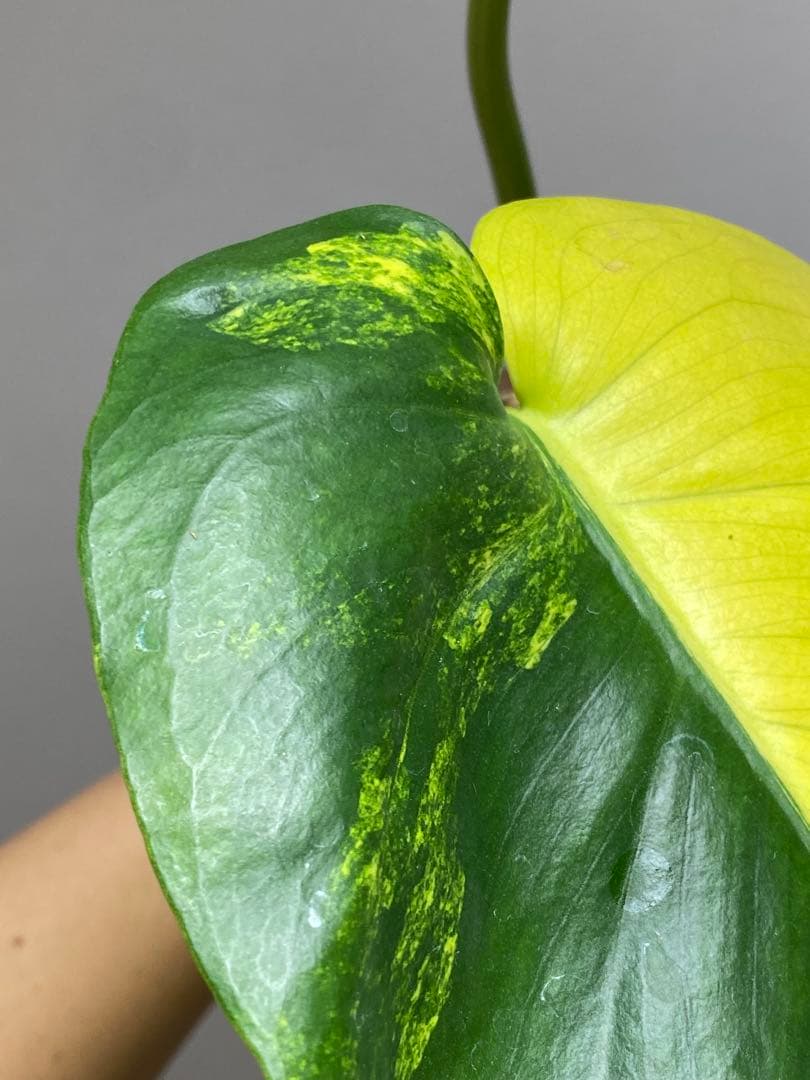 【これは本物です✨】モンステラ　イエローマリリン　黄斑　オーレア　希少　人気‼️
