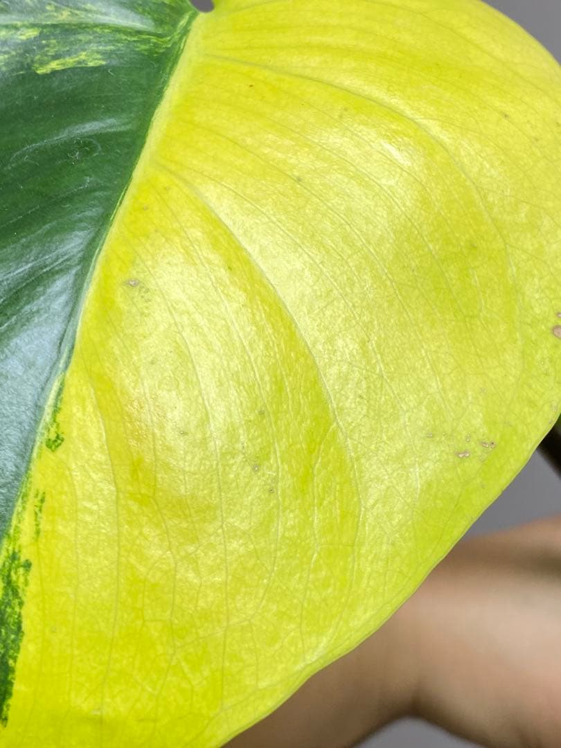 【これは本物です✨】モンステラ　イエローマリリン　黄斑　オーレア　希少　人気‼️