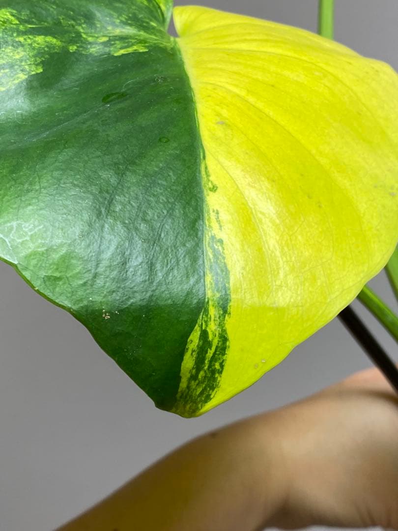 【これは本物です✨】モンステラ　イエローマリリン　黄斑　オーレア　希少　人気‼️