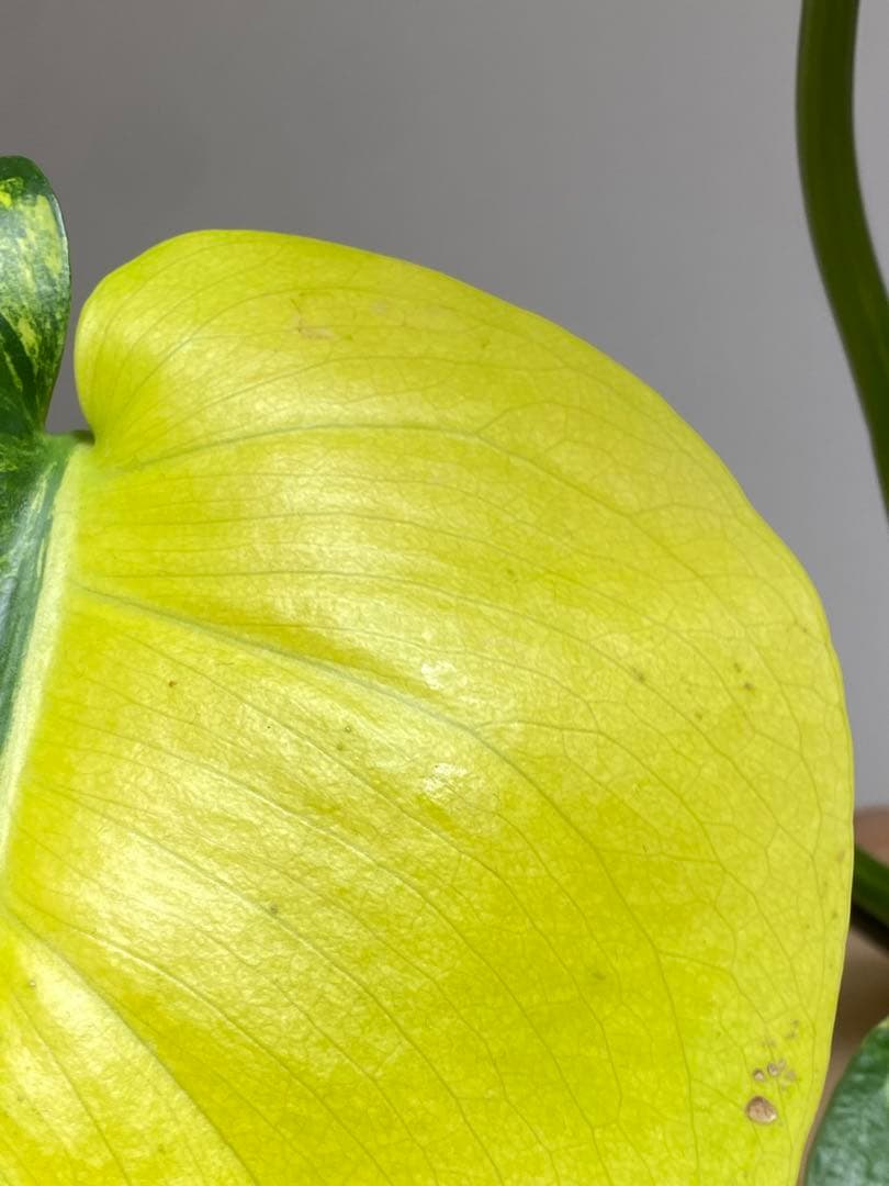 【これは本物です✨】モンステラ　イエローマリリン　黄斑　オーレア　希少　人気‼️